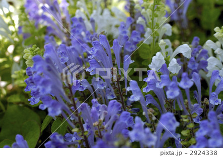 68195　タツナミソウ 2924338