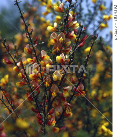 68233 エニシダ 68233 エニシダ 2924392