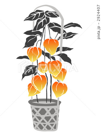 鬼灯 鬼灯 2924407