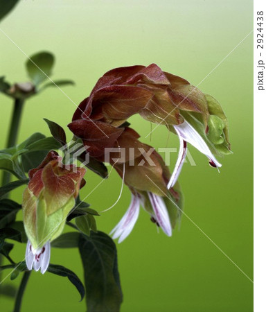 68255 コエビソウ 68255 コエビソウ 2924438