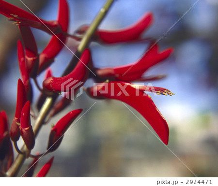 68276　デイゴ 2924471