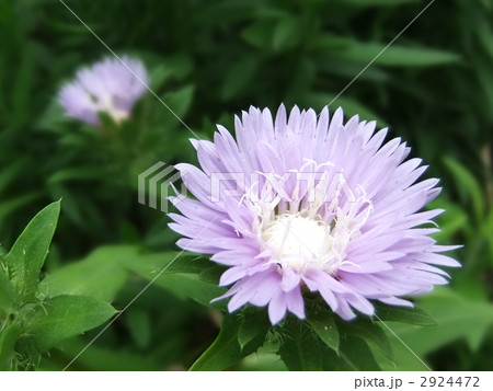 ストケシア 2924472