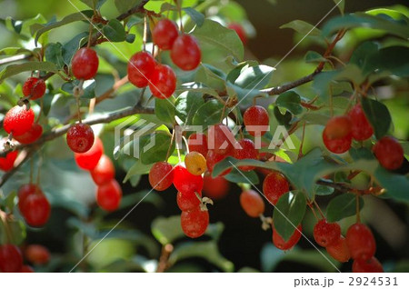 グミの実 2924531