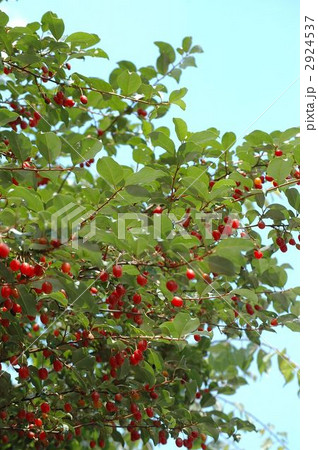 グミの実 2924537