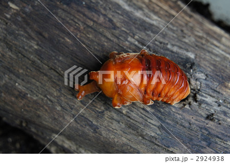 カブトムシの蛹 2924938