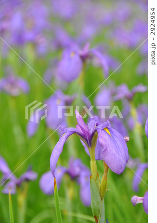 幻の花　＝花かつみ＝ 2924954