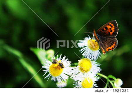 ベニシジミ 2925082