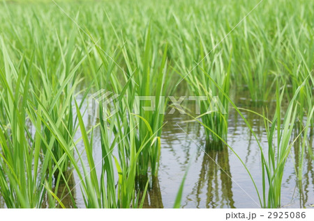 稲作 稲作 2925086