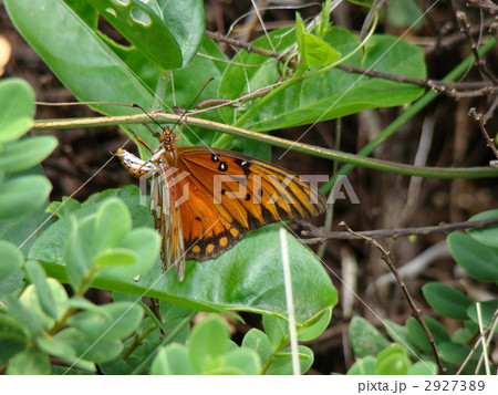 ヒョウモンドクチョウ 2927389