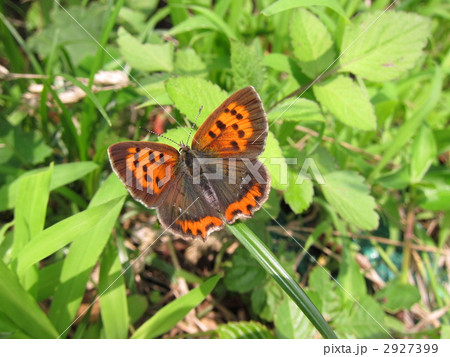 タテハチョウ 2927399
