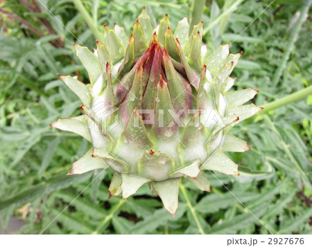 アーティチョーク アーティチョーク 2927676