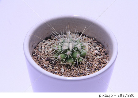 金鯱 金鯱 2927830