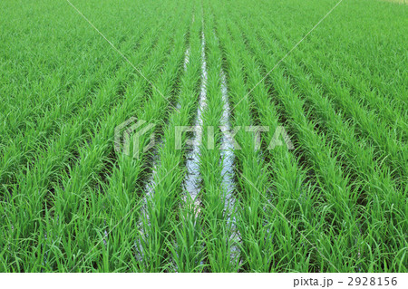 水田 2928156
