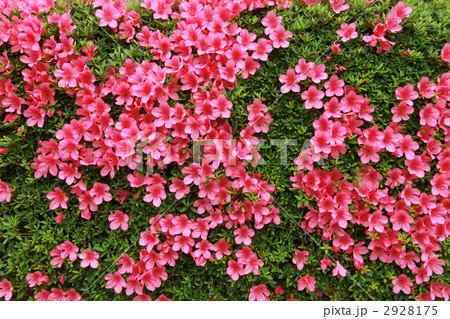 テクスチャ、花 2928175