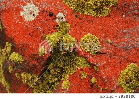 カビの繁殖 2928180