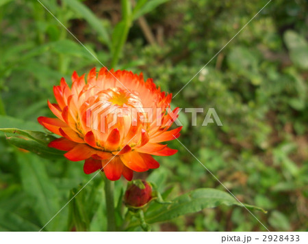 麦藁菊 2928433