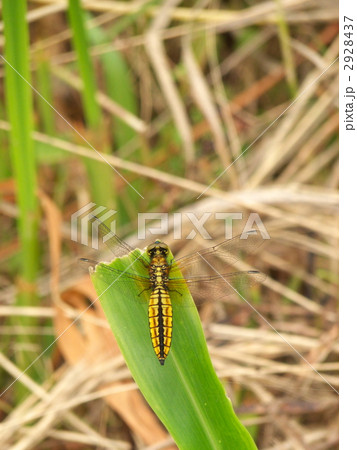 ハラビロトンボ 2928437