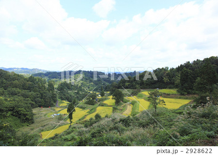 蒲生の棚田 2928622