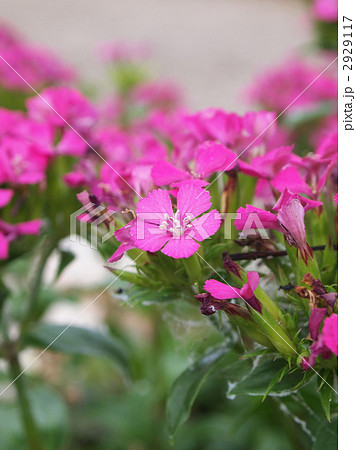 ハマナデシコ 2929117