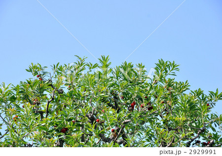 庭先の山桃に木 2929991