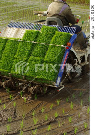 田植え 2930100
