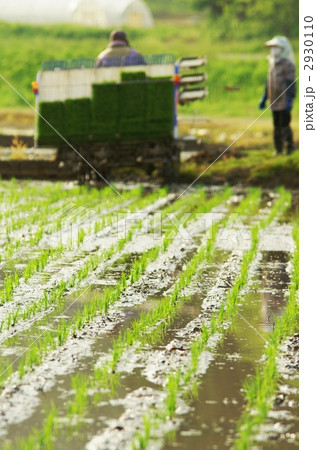 田植え 2930110