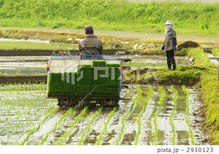 田植え 2930123
