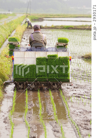 田植え 2930171