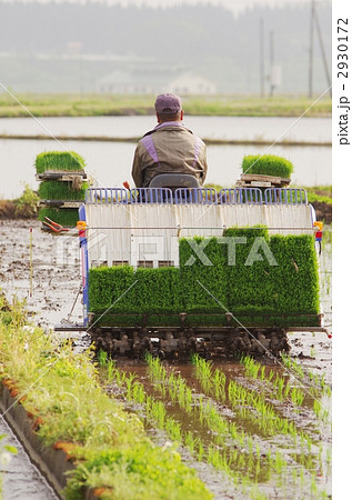 田植え 2930172