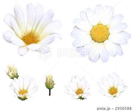 マーガレット 素材写真 マーガレット 素材写真 2930588
