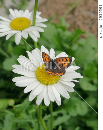 シャスターデイジーとベニシジミ シャスターデイジーとベニシジミ 2930591
