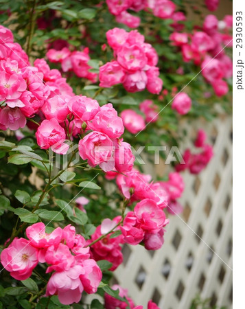 アンジェラ 2930593