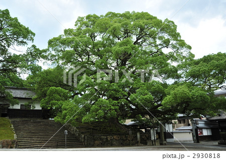 京都　青蓮院の大楠 2930818
