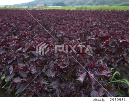 紫蘇畑 2930981