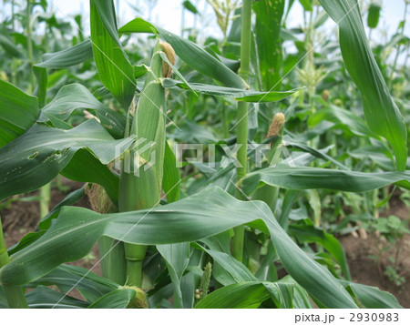 トウモロコシ畑 2930983