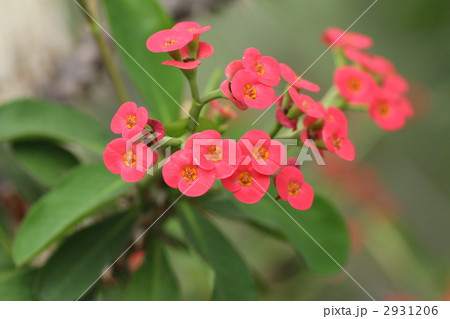 ハナキリン 2931206