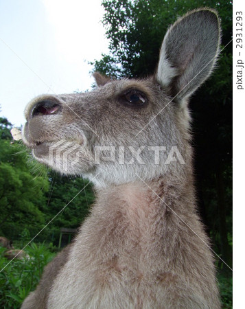 オオカンガルー 2931293