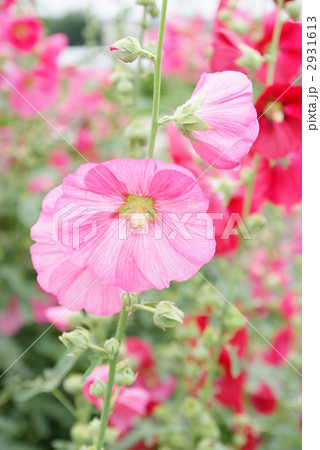 タチアオイの花 2931613
