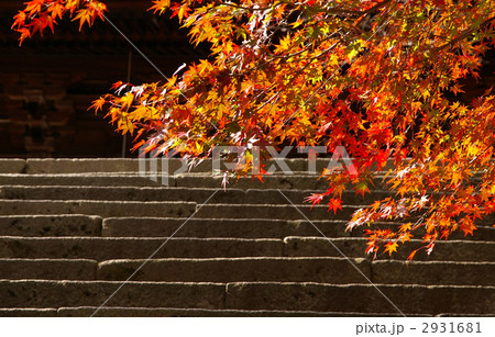 紅葉 2931681