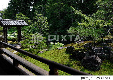 両足院、半夏生の庭 2931783