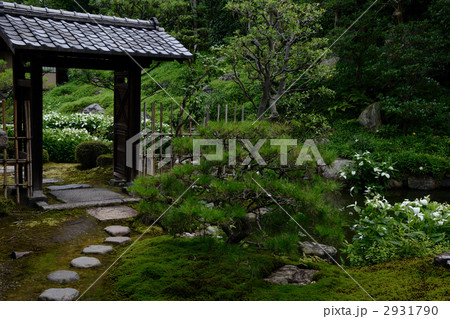 両足院、半夏生の庭と池 両足院、半夏生の庭と池 2931790