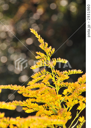 セイタカアワダチソウ セイタカアワダチソウ 2931960