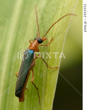 アオカミキリモドキ 2932052