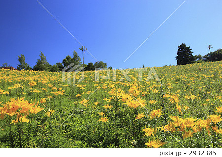 ダイナランドゆり園 2932385