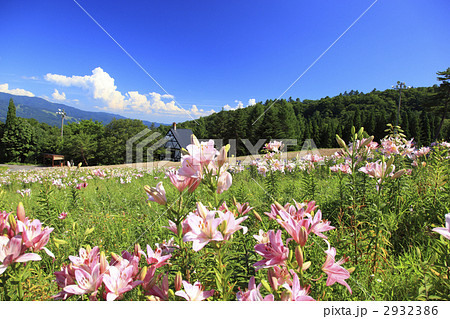 ダイナランド百合園 2932386