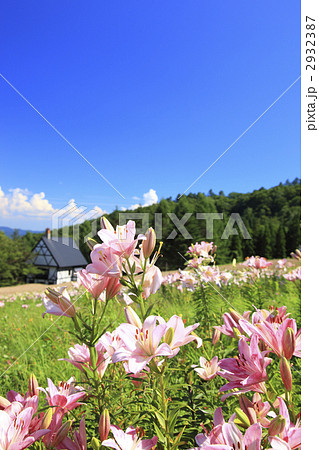 ダイナランドゆり園 ダイナランドゆり園 2932387