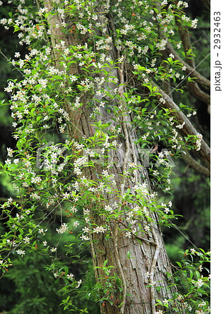 テイカカズラ 貴船 【初夏】 京都 テイカカズラ 貴船 【初夏】 京都 2932463