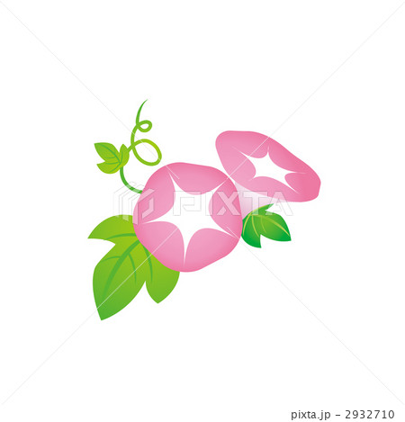 ピンク色のアサガオのイラスト 2932710