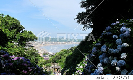 成就院の紫陽花 2932751