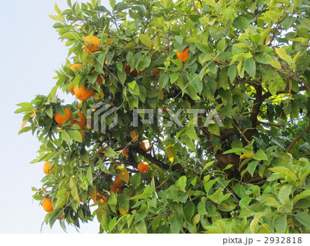 オレンジの木 オレンジの木 2932818